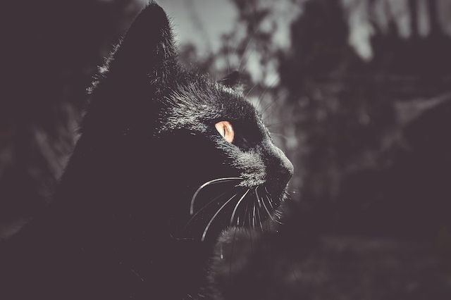 black cat