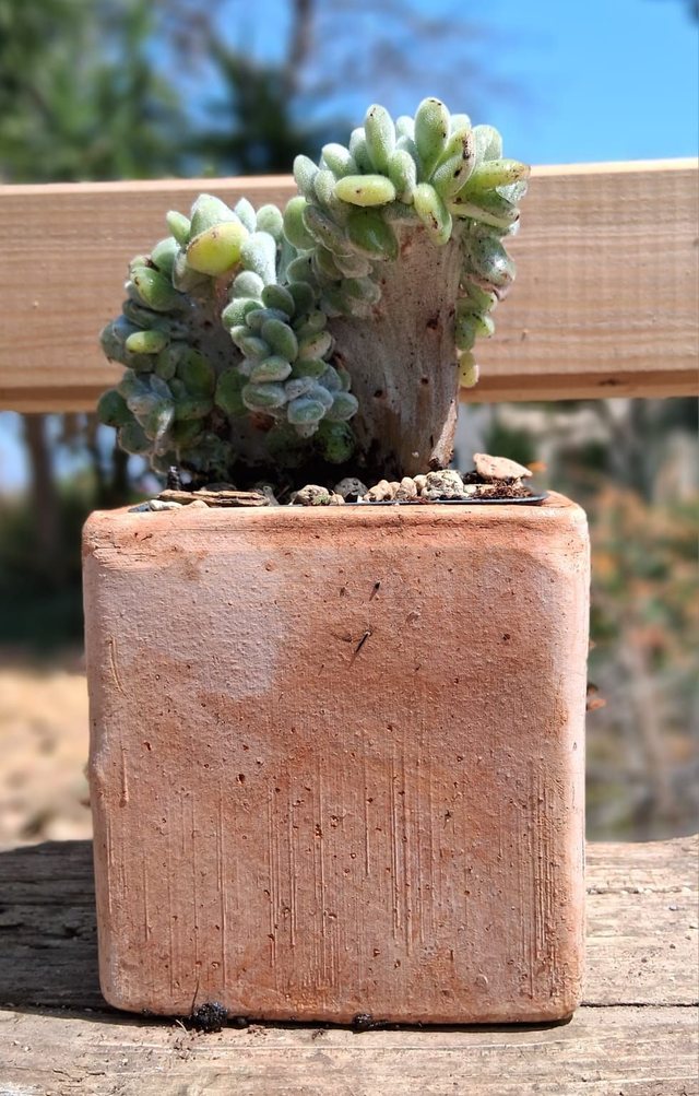 D40 . Echeveria Frosty crestata in "Cubo terra di Siena di CorinoBruna"