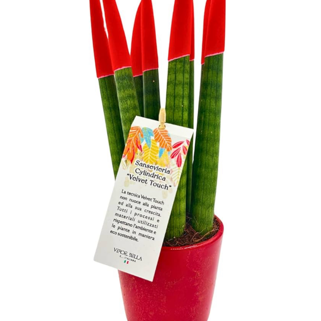 Sanseveria Cylindrica Tubolaris