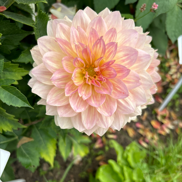 Joel’s Favorite 392