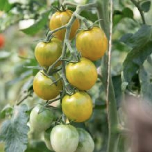 Tomate cerise verte Raisin vert