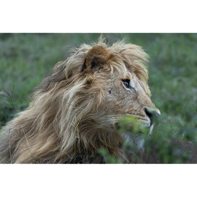 Lion -Masaï Mara Kenya - Réf : K-1127