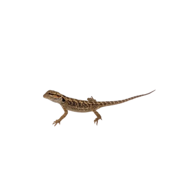 Pogona vitticeps /agame barbu juvénile couleur mix non sexé