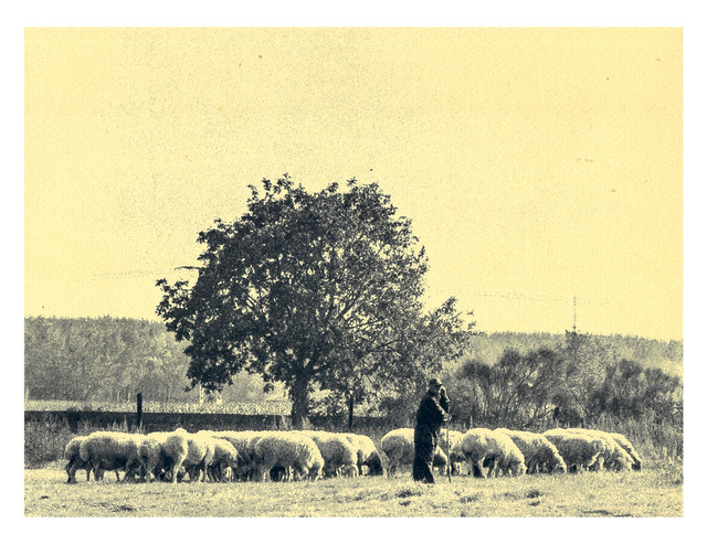 Pastor y rebaño