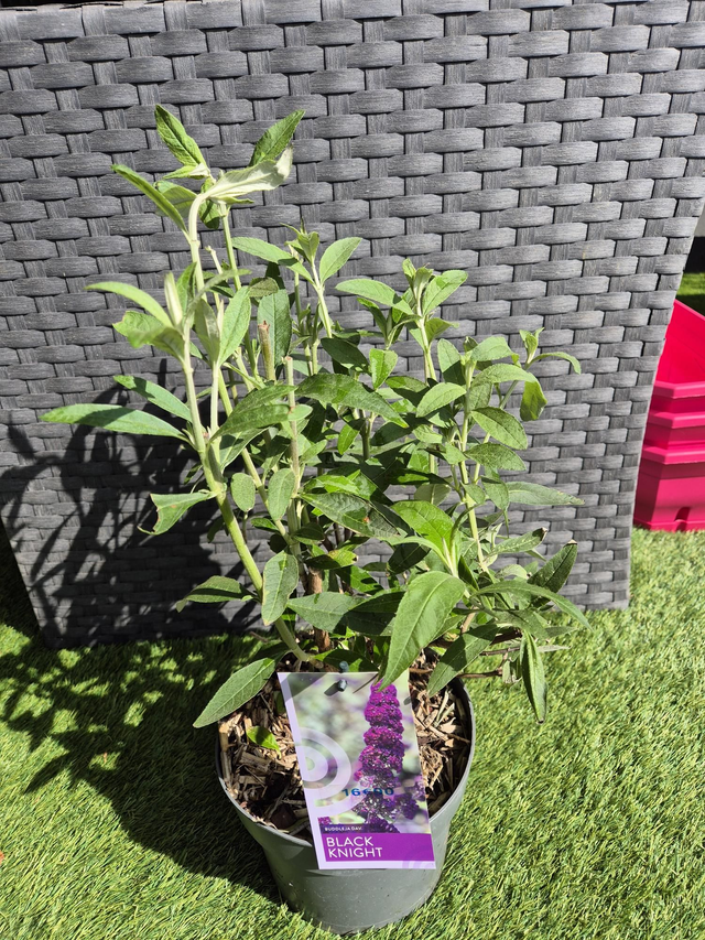 Buddleja davidii Black knight pot 19cm 