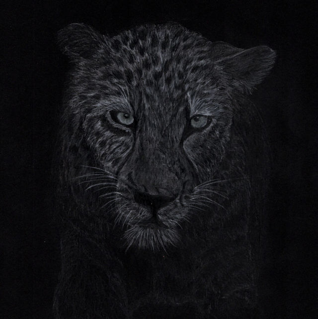 Leopard (Available to purchase from Mardleybury Gallery)