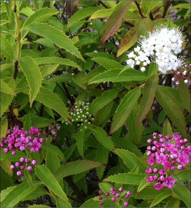 Spiraea japonica 'Shirobana' - 1ltr pot