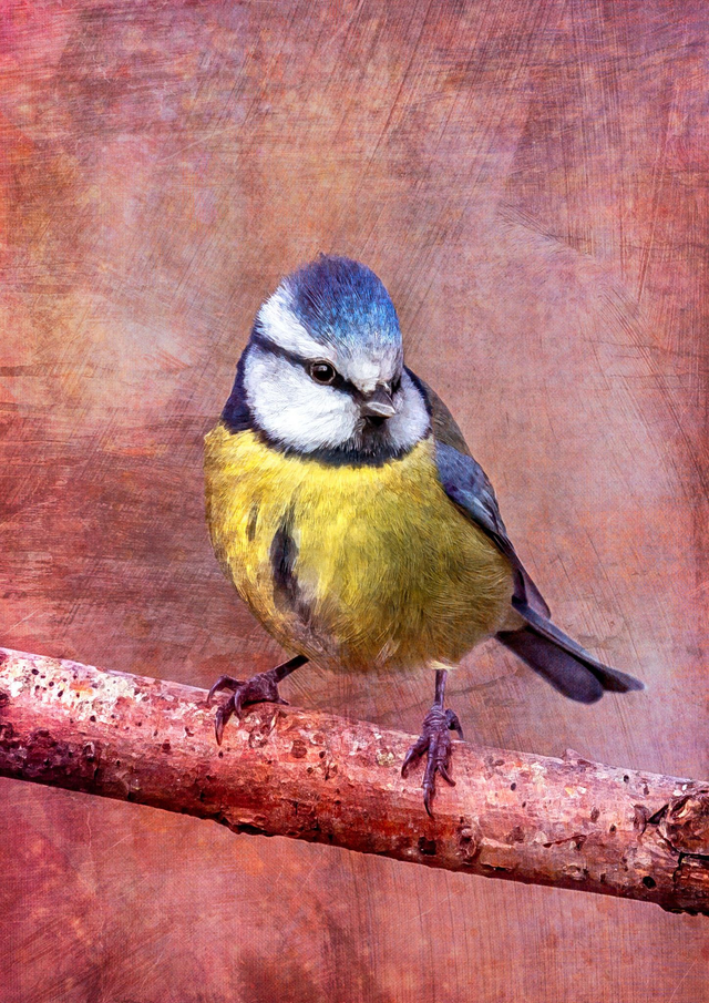 Blue Tit on Branch