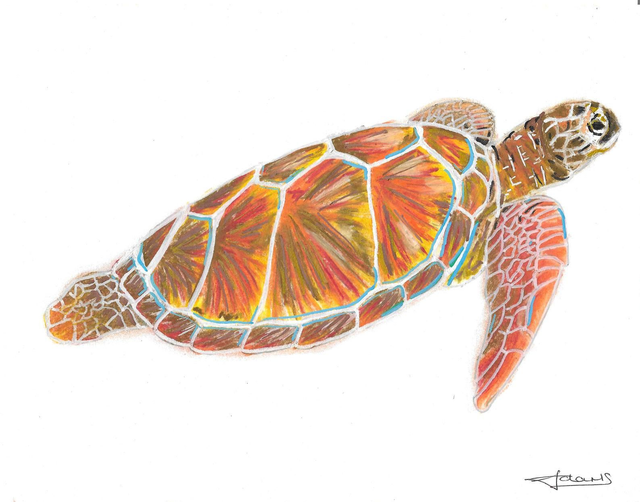 A4 print - The Turtle 