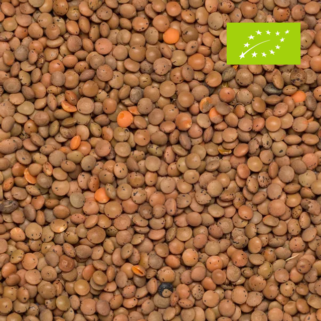 Braune Linsen Bio