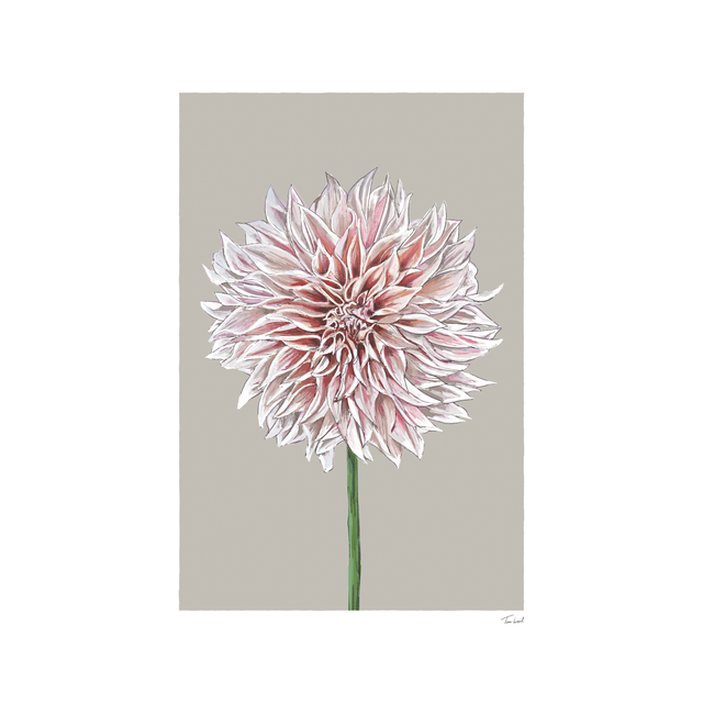 Café au Lait Dahlia