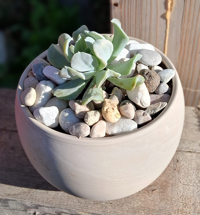 D32 . Echeveria Runyonii Topsy Turvy in "Luna Granit"