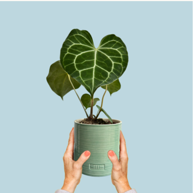 Anth Clarinervium (store collection only at checkout)