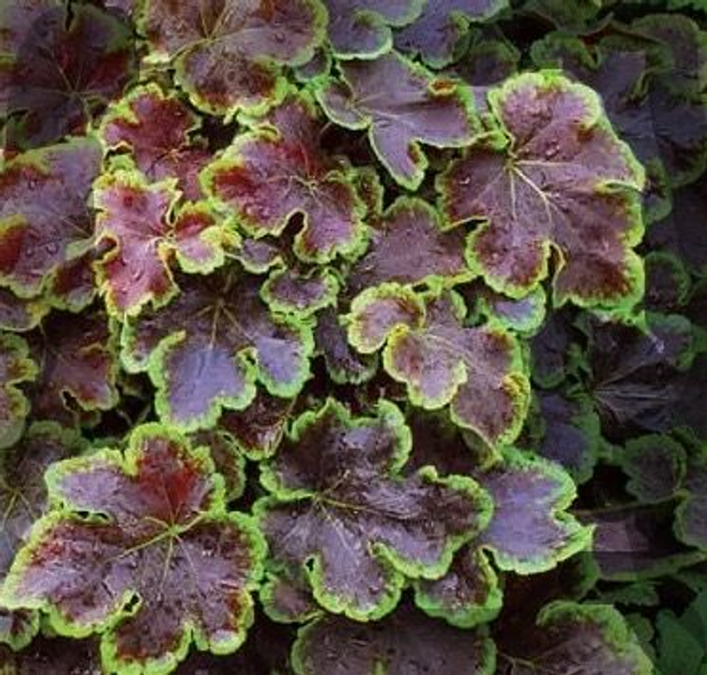 NEW!! Heucherella 'Solar Eclipse' P9 (0.5l) 