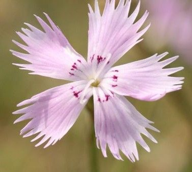 Boucles d&#039;oreilles Maisy