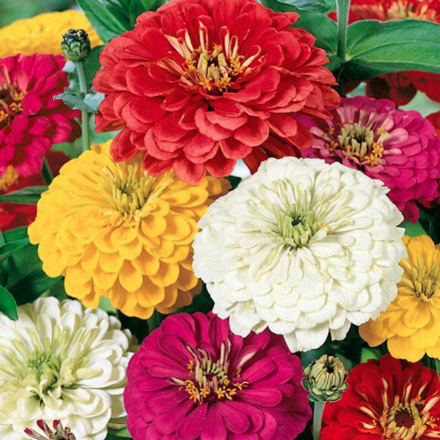 Zinnia