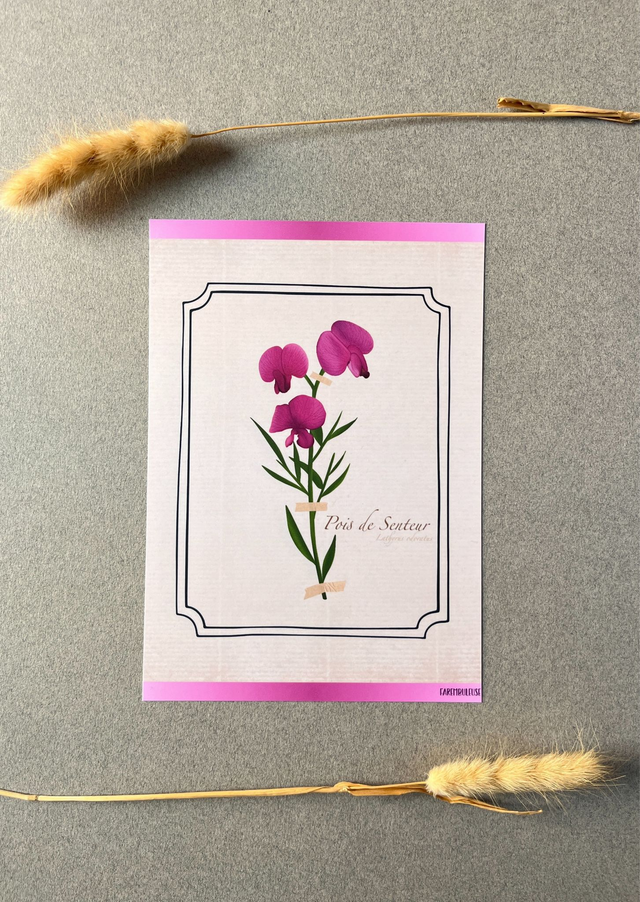 Affiche 04. Le Pois de Senteur (avril)