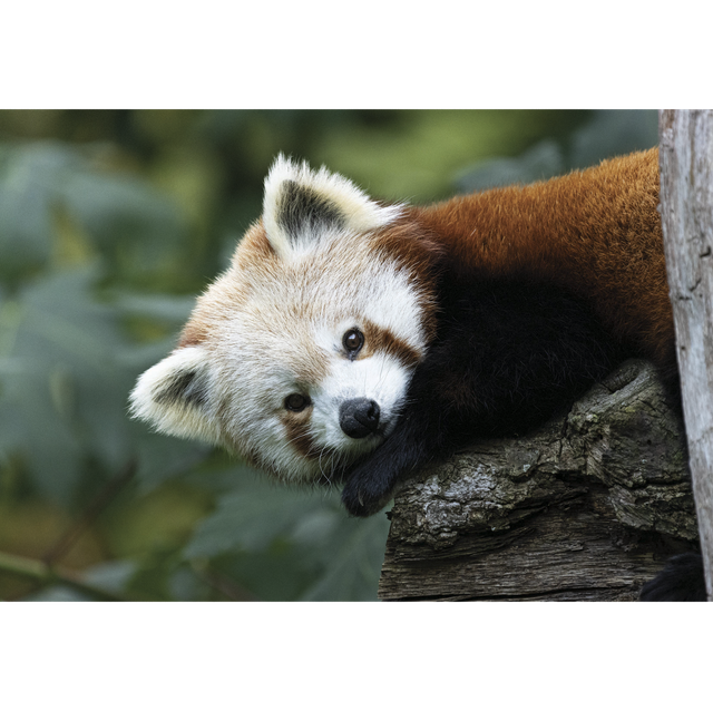 Panda roux - Ref : 9510