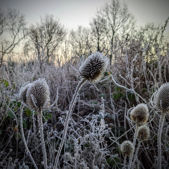 &#039;Teasels&#039;