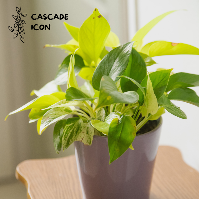 Pothos Party (Epipremnum Aureum, Marble Queen &amp; Néon) 🌿