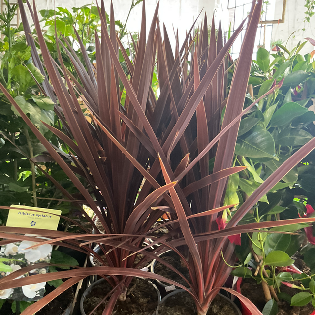 Cordyline