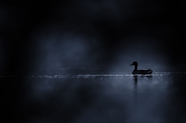 Silhouette aquatique