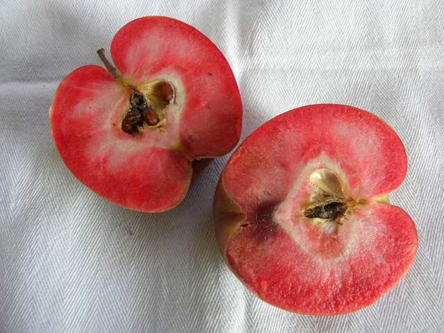 Amati - scion 1 an - racines nues