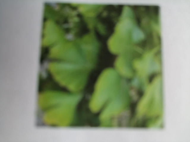 Gingko biloba, 100 % puur 400 cap/pot 70