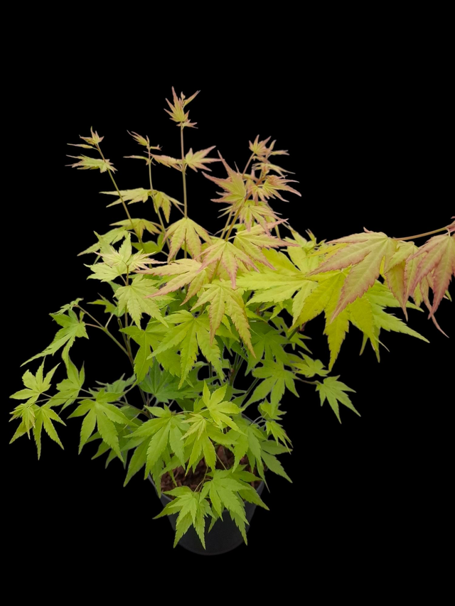 Acer palmatum &#039;Orange Dream&#039; 1.4 litre
