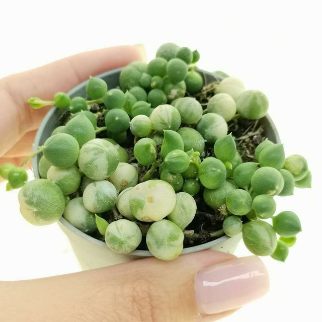 D96 . Senecio rowleyanus variegato