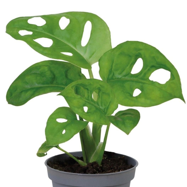 PT Monstera Obliqua 8715897361517