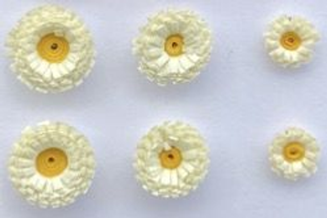 Pâquerettes puces 0,8 cm