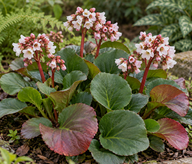 Bergenia 'Jelle' P11