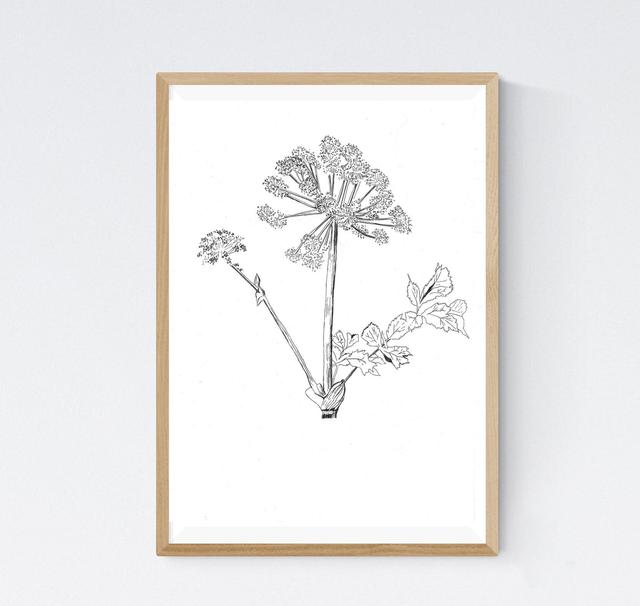 Angélique, angelica archangelica