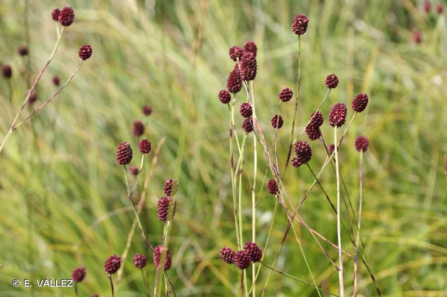 Grande pimprenelle (Sanguisorba officinalis )