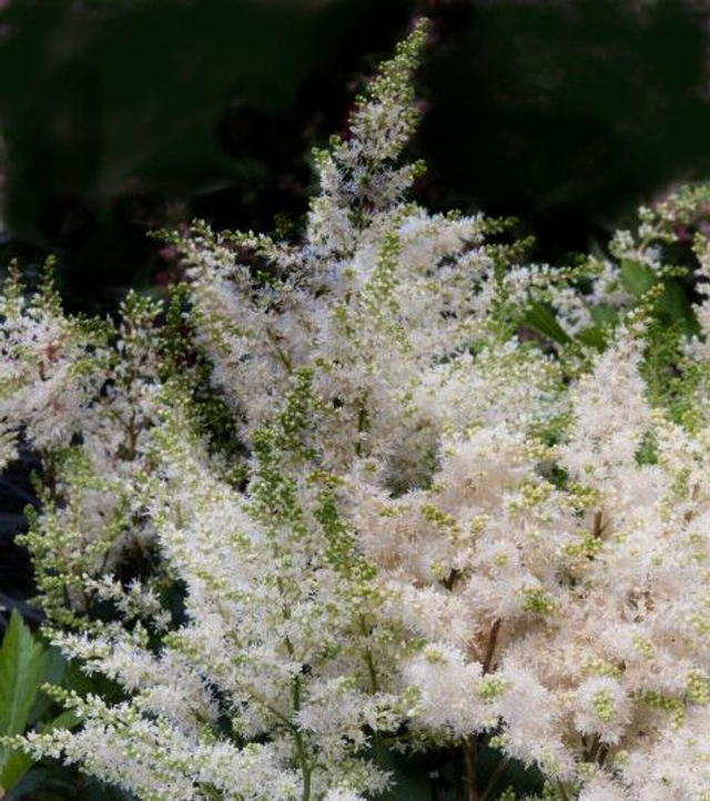 Astilbe x arendsii ‘Astary White’ P9 (500ml)