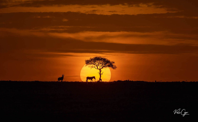 Tirage d'art : Levé de Soleil Masaï-Mara