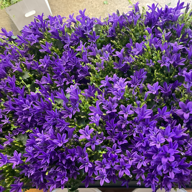 Campanule Port Blue
