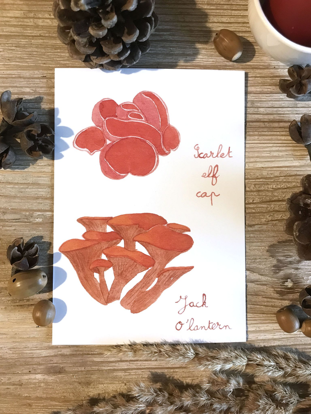 Carte postale scarlet elf cap