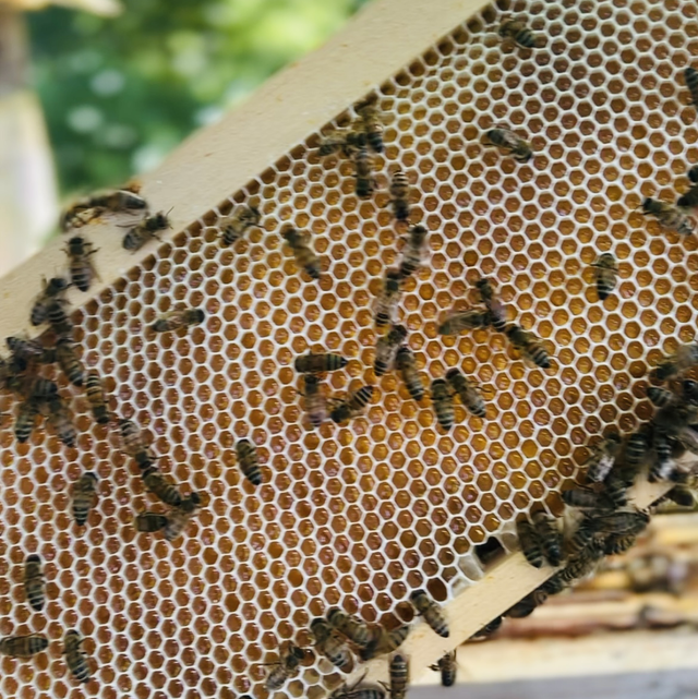 Miel de fleurs & châtaignier