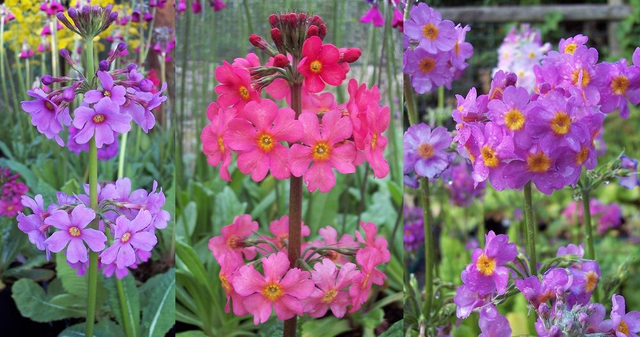 3 X plants of candelabra Primula. Bog garden damp woodland garden ready
