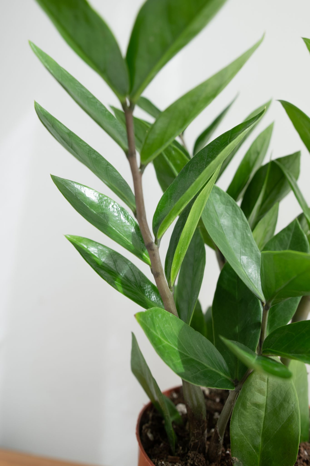Zamioculcas Zamifolia (ZZ plant)🌿