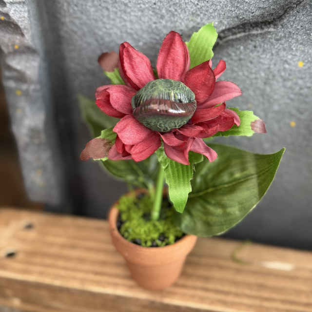 🌺 Specimen: The Redmouth Bramble