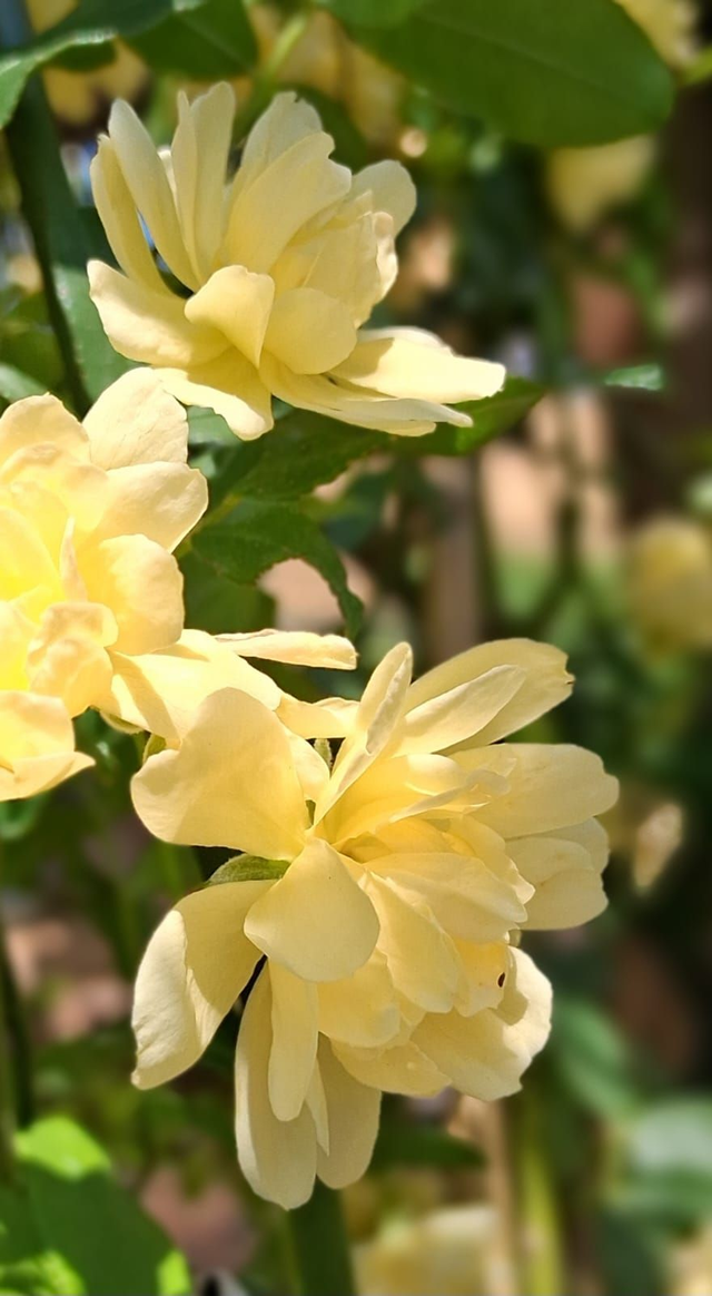 Q02 . Rosa banksiae Lutea