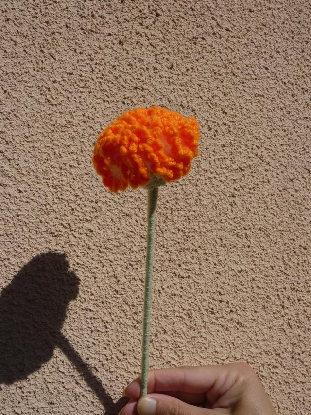 Œillet blanc et orange 