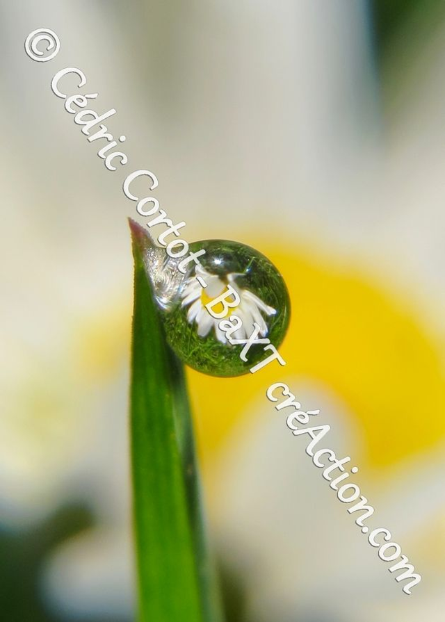 1 - Carte postale - Rosée et gouttes de pluie (Ref 8891)