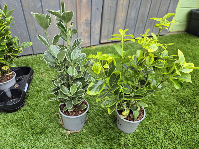 Euonymus pot 10,5cm mix