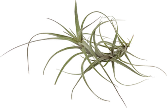 Tillandsia incarnata L