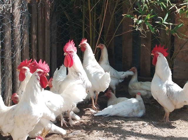 Pondeuse Azur (oeuf bleu)