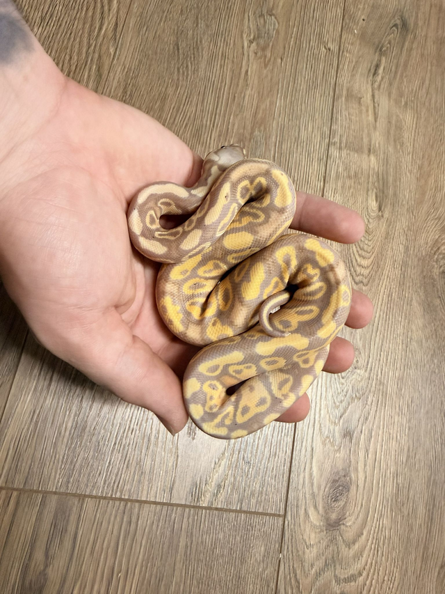 CB26 Pastel Banana Fader Hurricane Het Clown Male